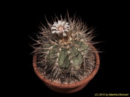 Gymnocalycium cardenasianum 68